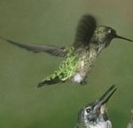 hummingbird dual