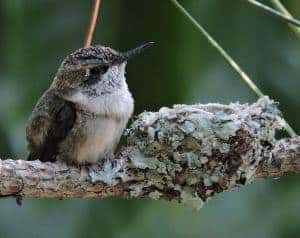 hummingbird nests are the smallest
