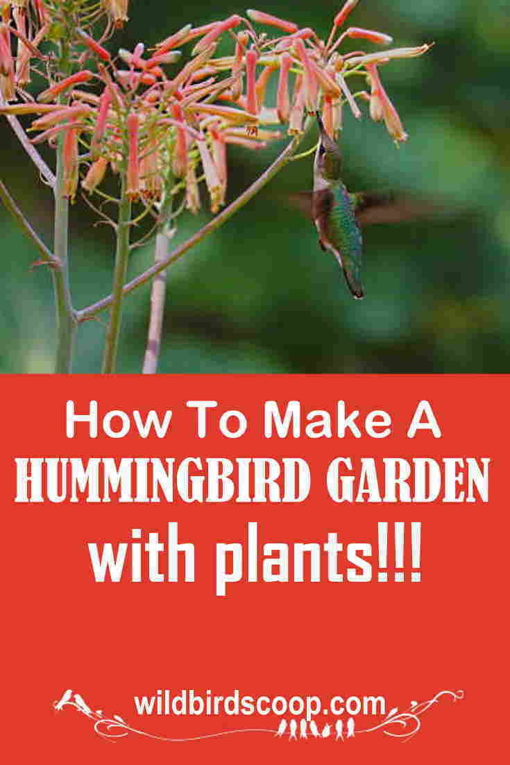 hummingbird-plants