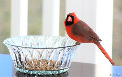 male cardinal eating at crystal bowl