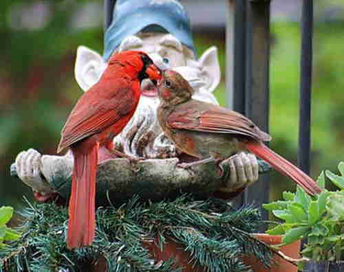 male-cardinal-feeding-youth