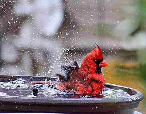 male-cardinal-taking-a-bath