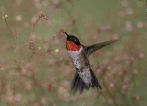 male ruby throated hummingbird migrating