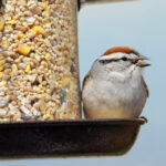 millet bird seed