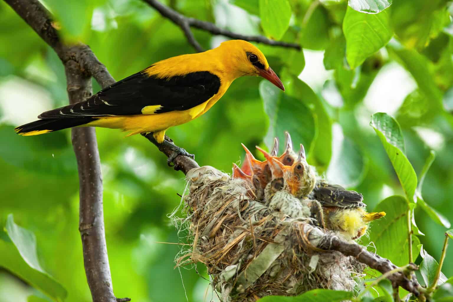 nesting habits of wild birds