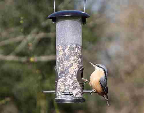tube bird feeder