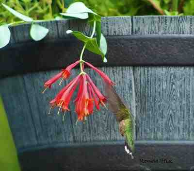 ruby throated hummingbird at red flower