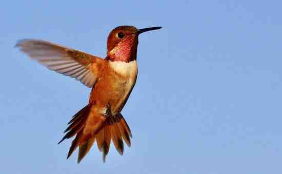 hummingbirds migration