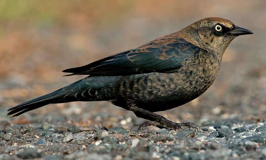 A picture of a rusty blackbird standing on some pebbles. 