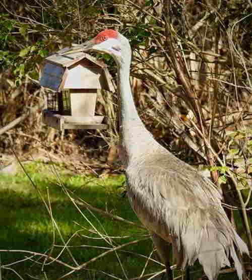 sandhill-crane-at-bird-feeder