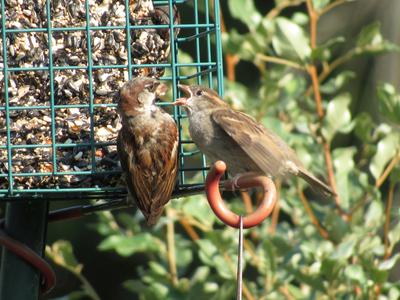 sparrow feeding young at bird feeder