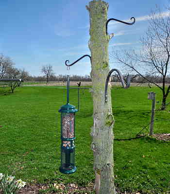 A picture of the squirrel buster peanut feeder hanging from a hook in a tree. 