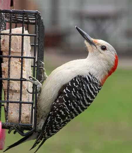 A woodpecker eating from a suet bird feeder