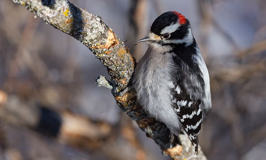 A picture of a downy woodpecker perched on a  tree branch. 