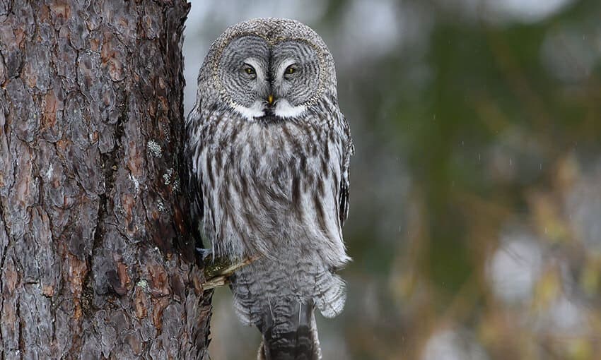 A picture of a great-gray owl perched on a small tree branch. 