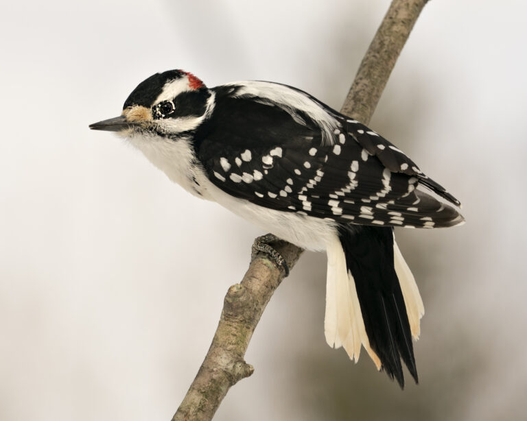 New York City Woodpeckers