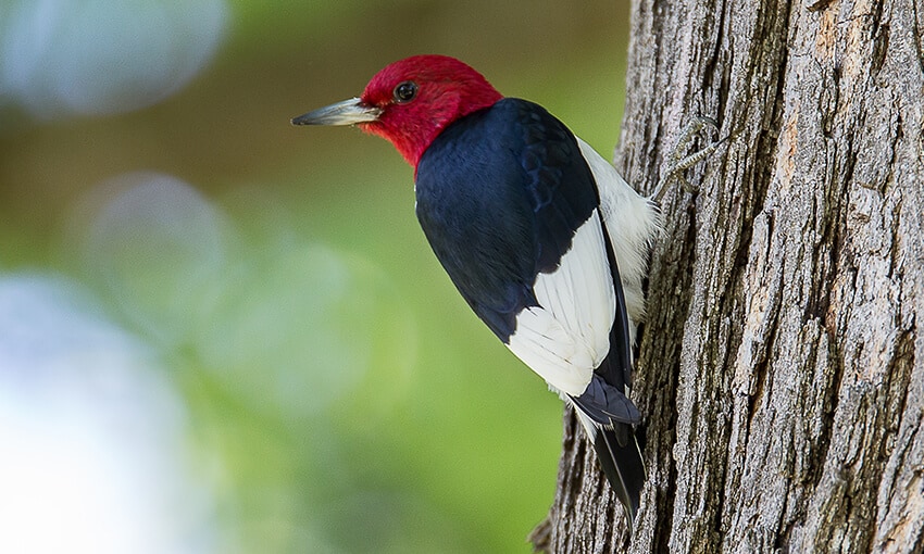 A picture of a red headed woodpecker standing on the side of a tree. 