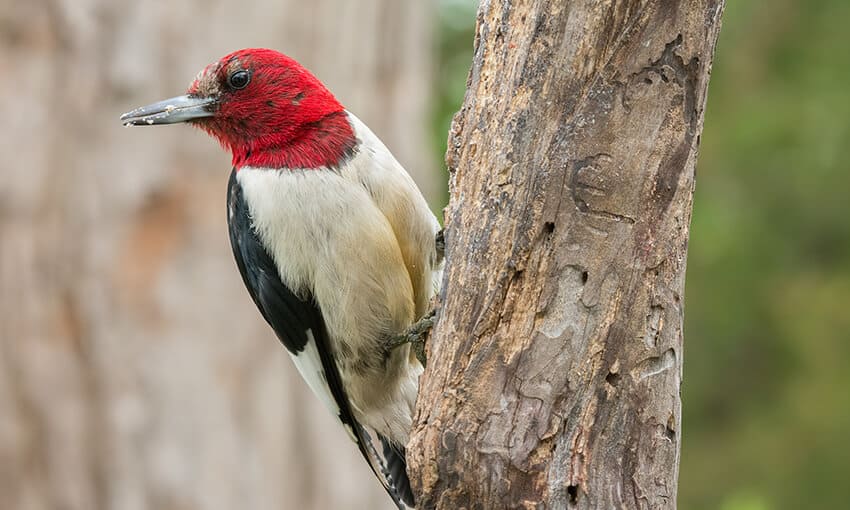 A picture of a Red-headed woodpecker on the side of a tree, head turned to the left. 
