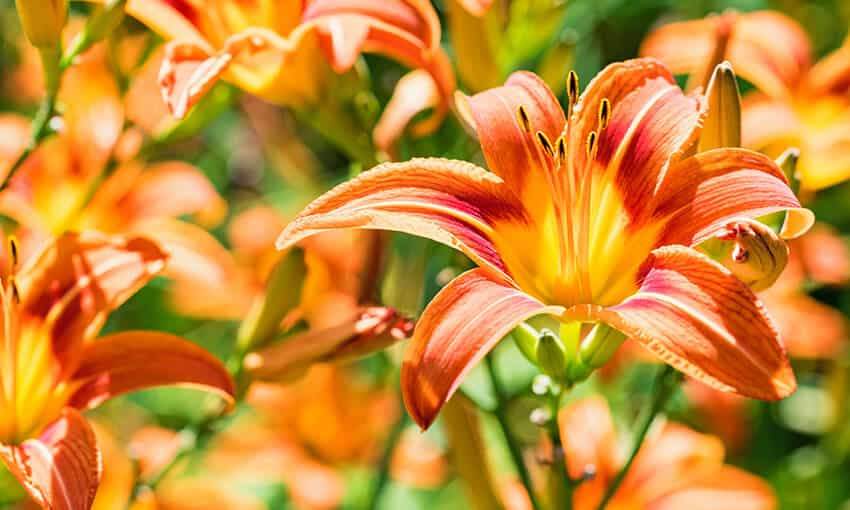 A picture of orange daylily's 