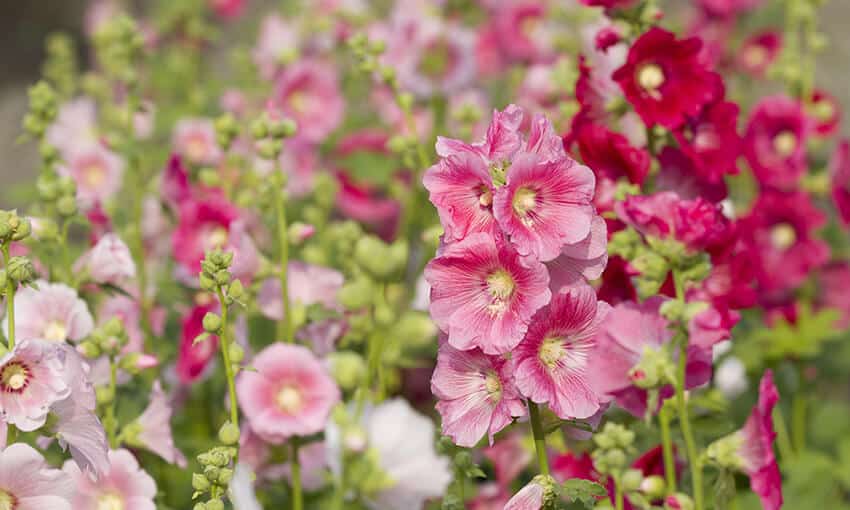 An image of pink and red hollyhocks. 