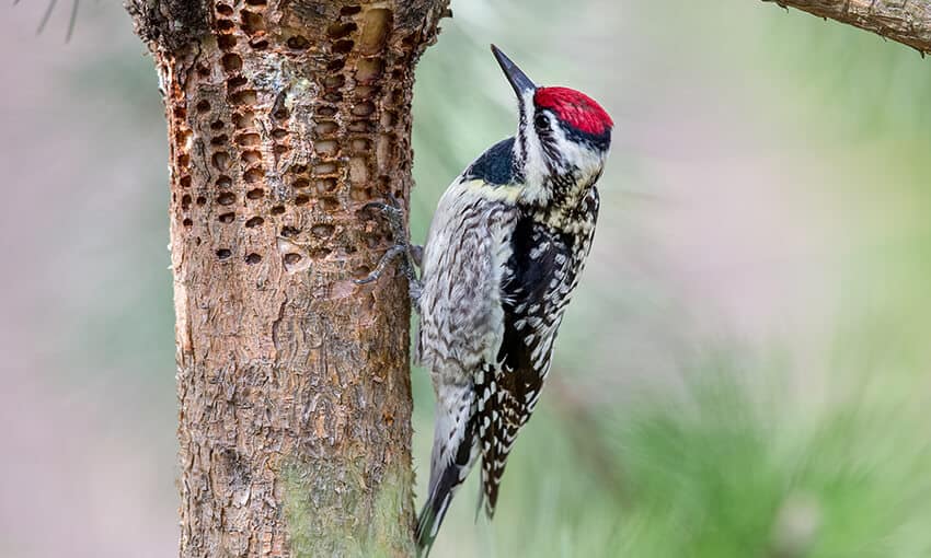 A picture of a yellow bellied sapsucker on the side of a tree. Lots of small holes around the trunk. 