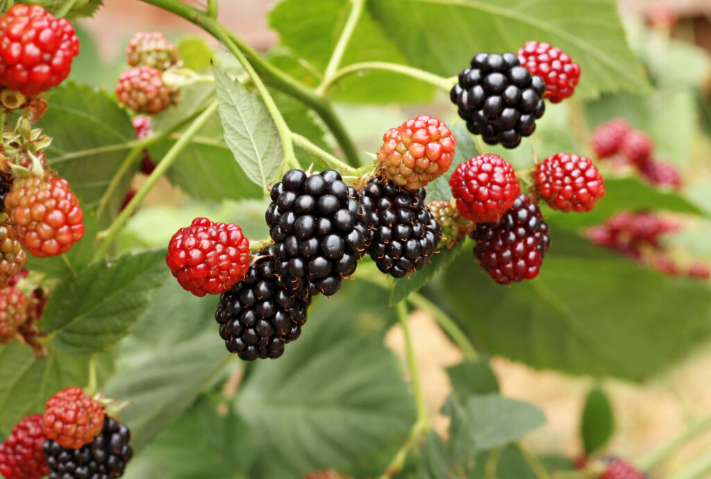 A picture of a blackberry bush. 