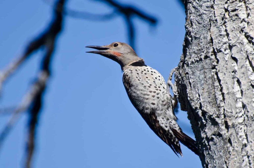 Northern Flicker