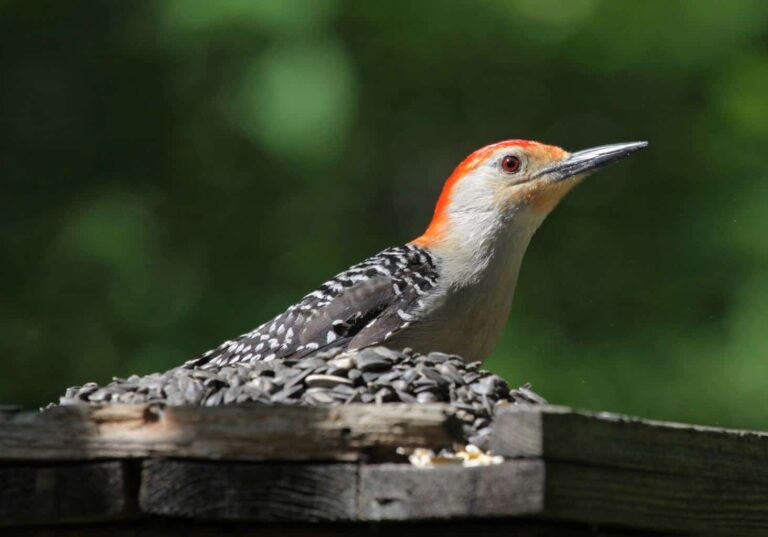 Red-bellied Woodpeckers