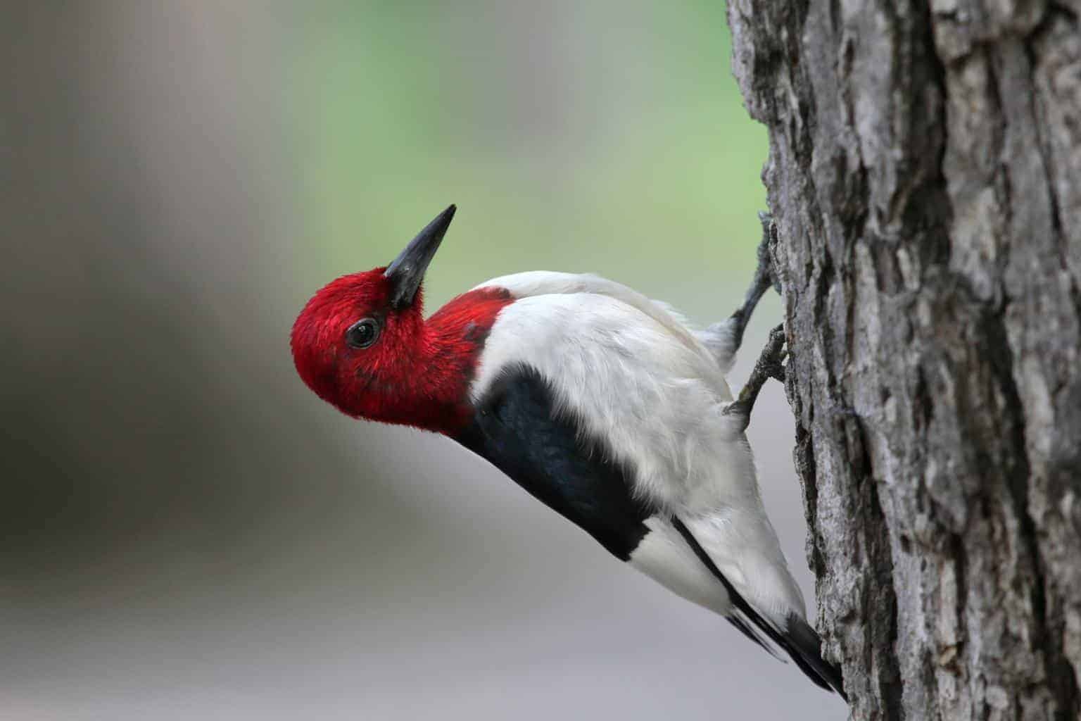 Red-headed Woodpecker