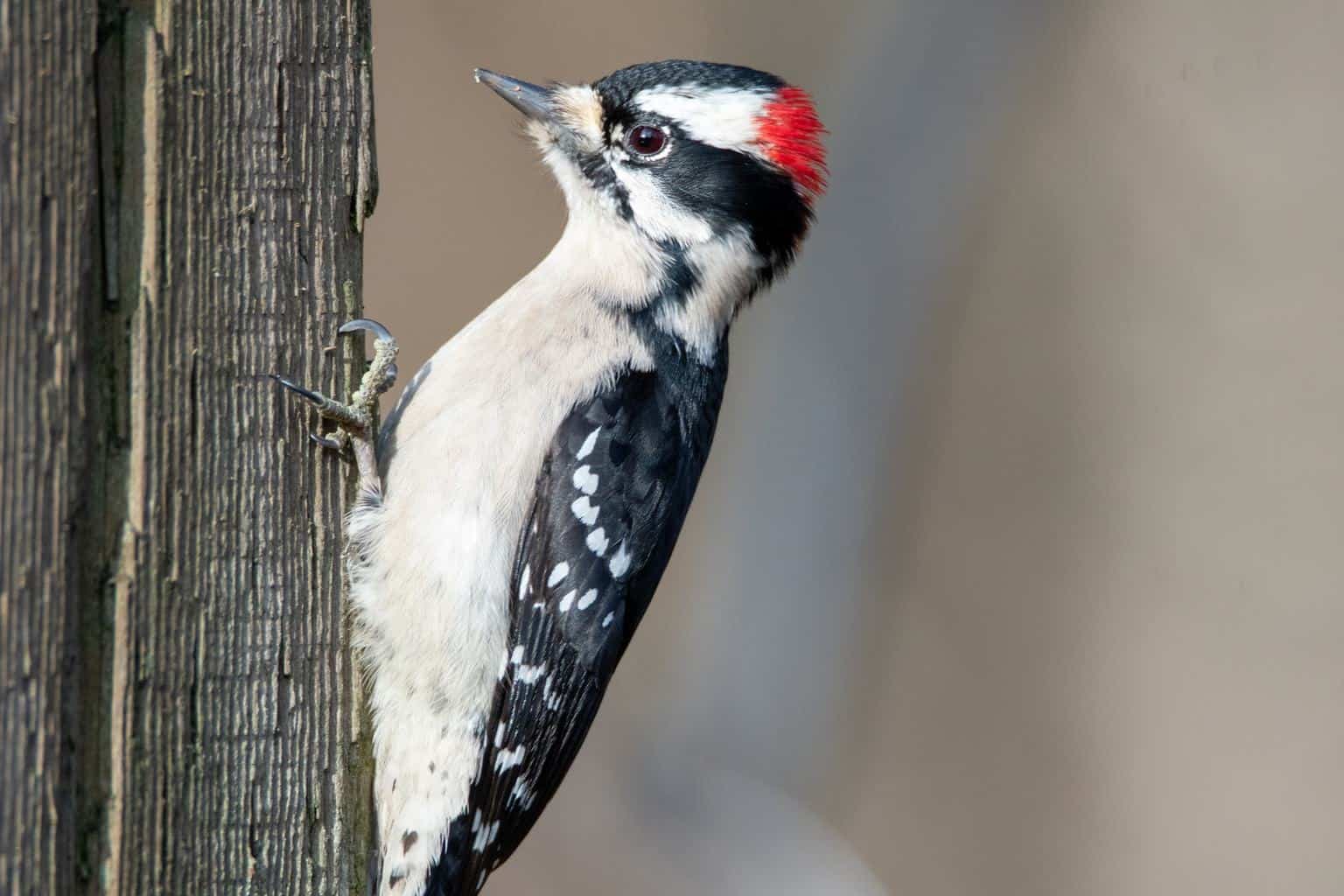 downy woodpecker perching on the tree