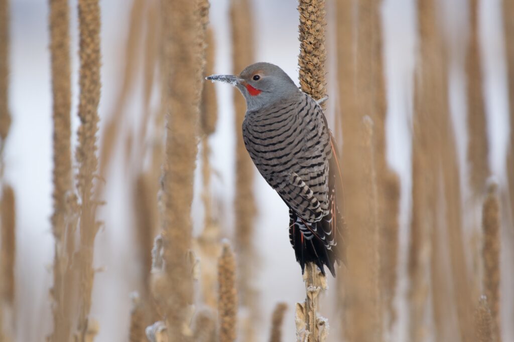 northern flicker perched on a mullen in winter in alabama