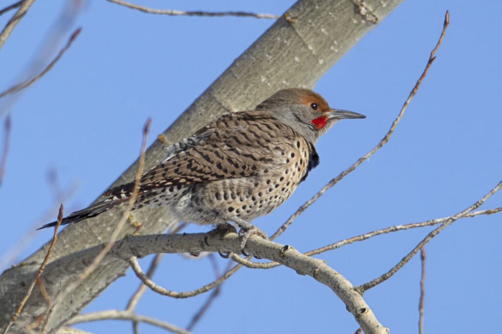 northern flicker perching on the tree