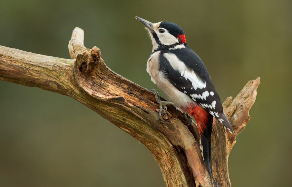 pennsylvania woodpecker on a tree
