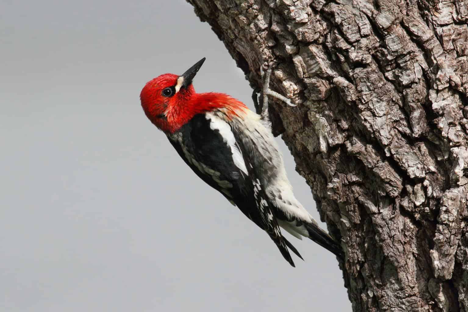 woodpecker on a tree trunk in colorado