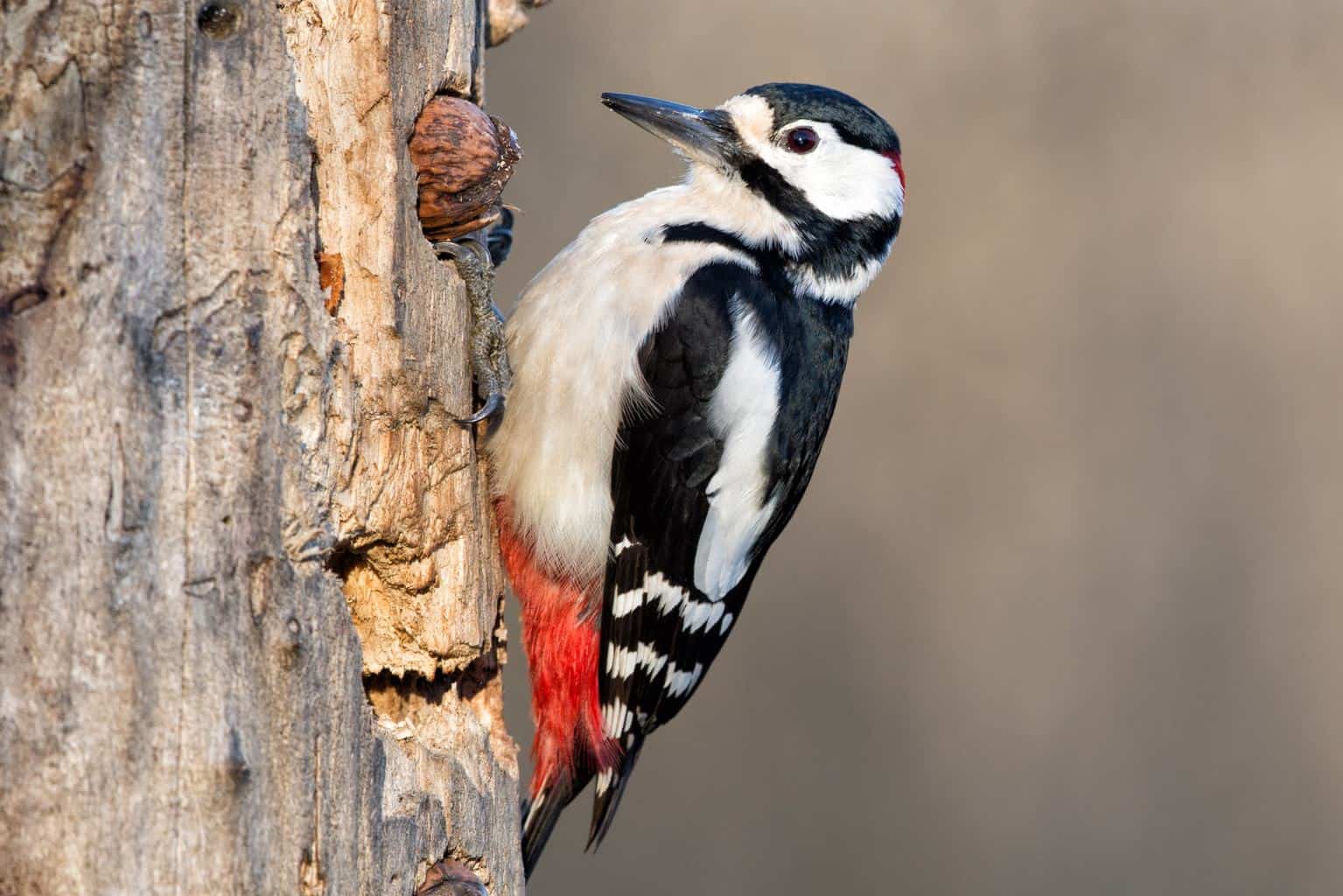 woodpecker perched in a tree in connecticut
