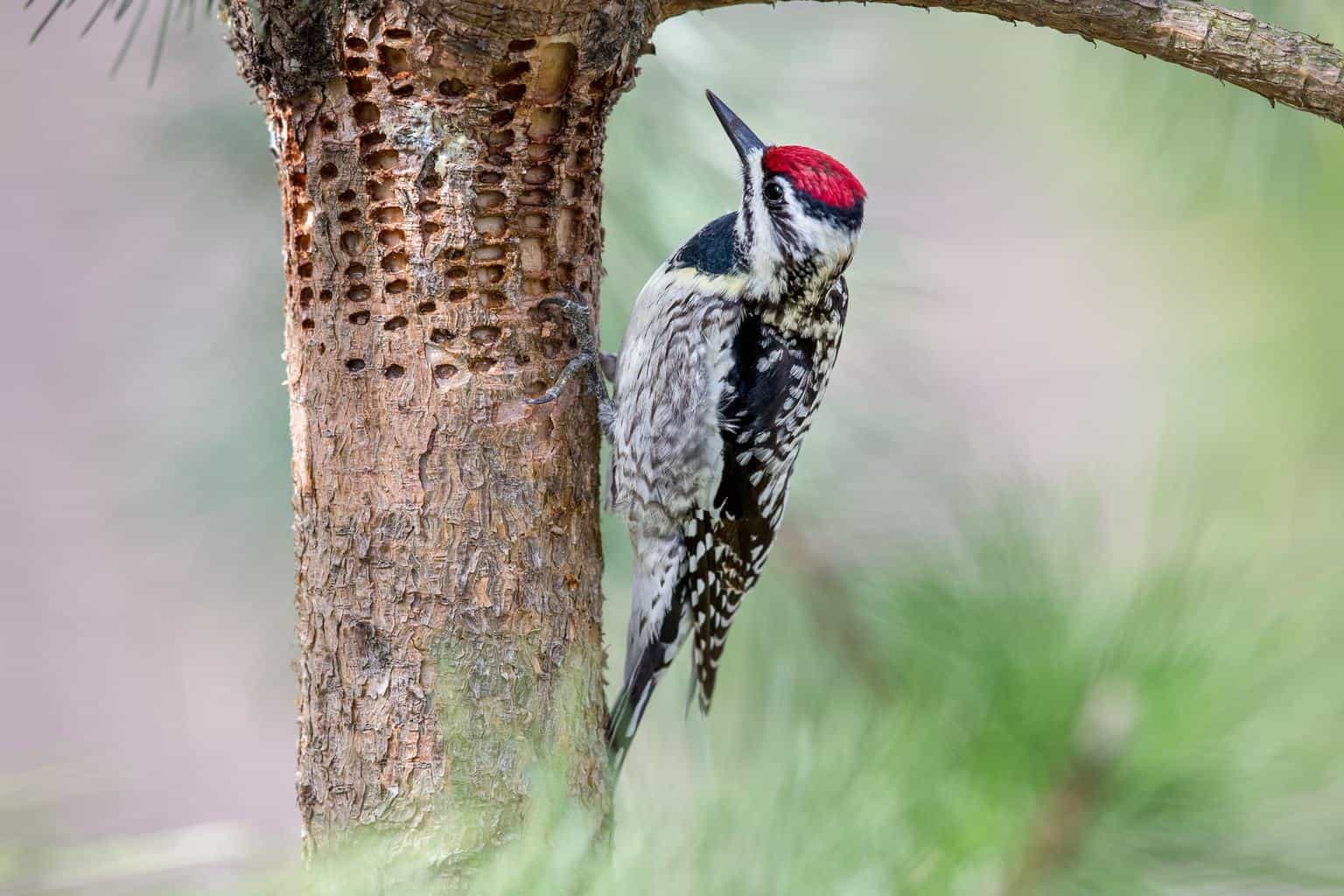 woodpecker perching in a tree in idaho
