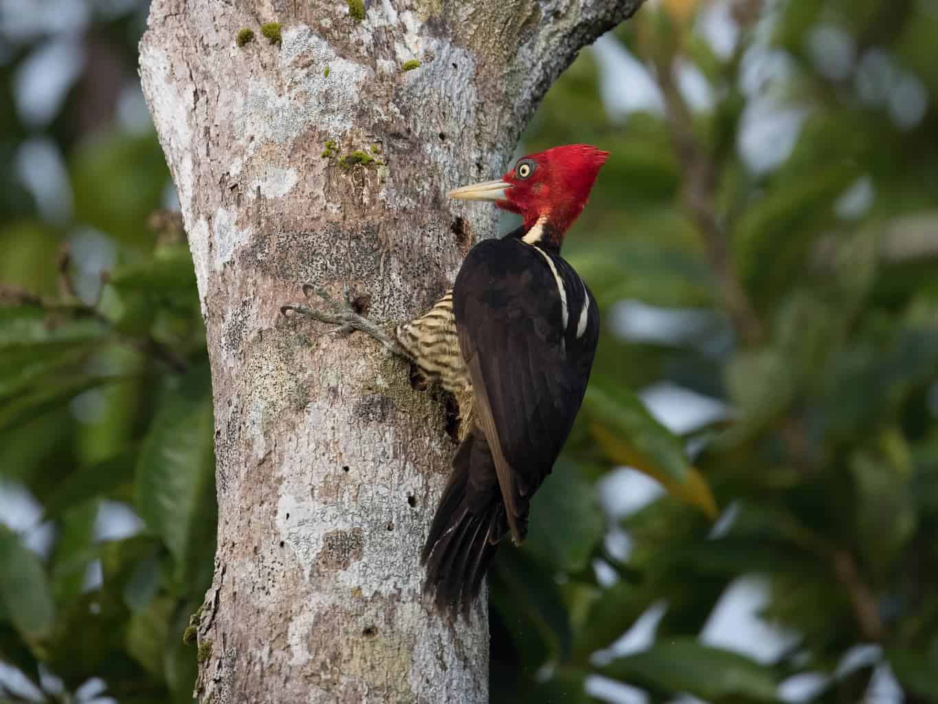 ivory billed woodpecker perched in the tree in florida
