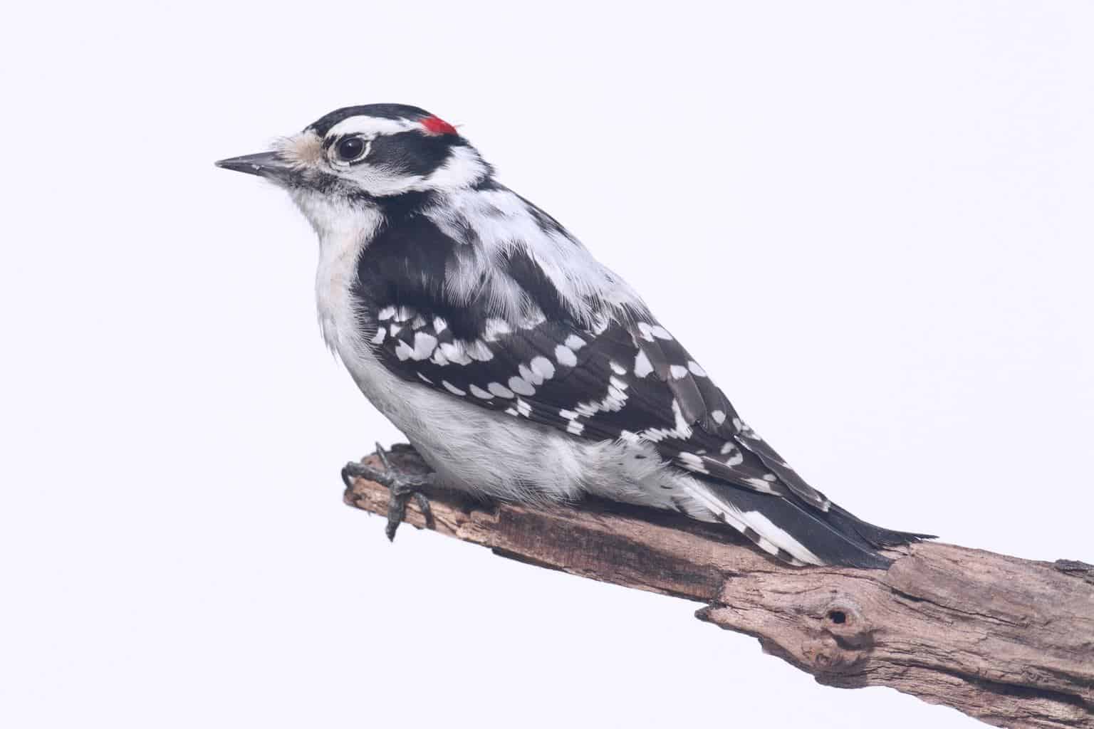 woodpeckers in iowa