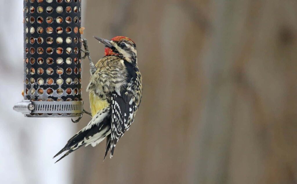 yellow-bellied sapsucker