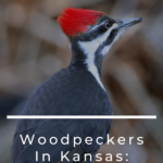 Woodpeckers In Kansas