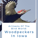 Woodpeckers In Iowa