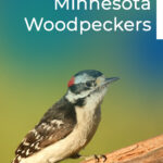 Minnesota Woodpeckers