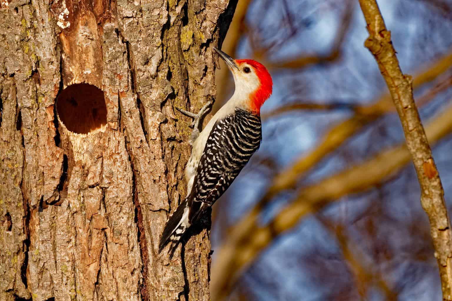 Red-Bellied Woodpecker