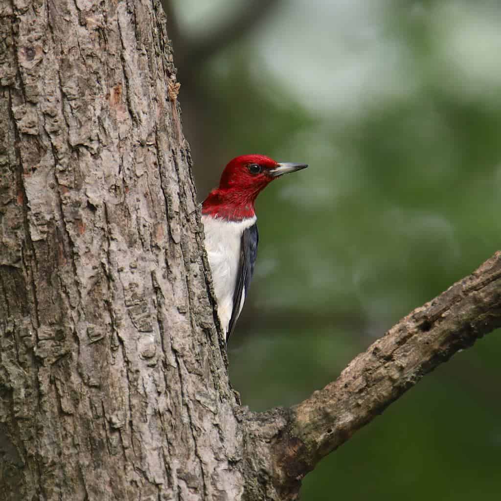 Red-Headed Woodpecker 