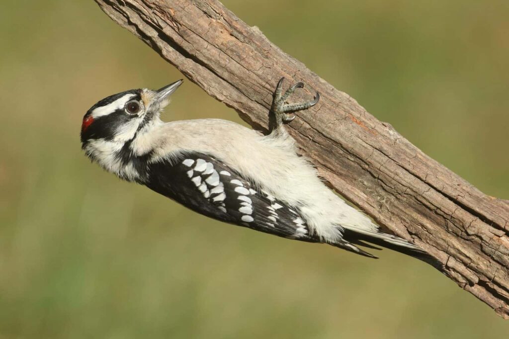 Woodpeckers In New Mexico