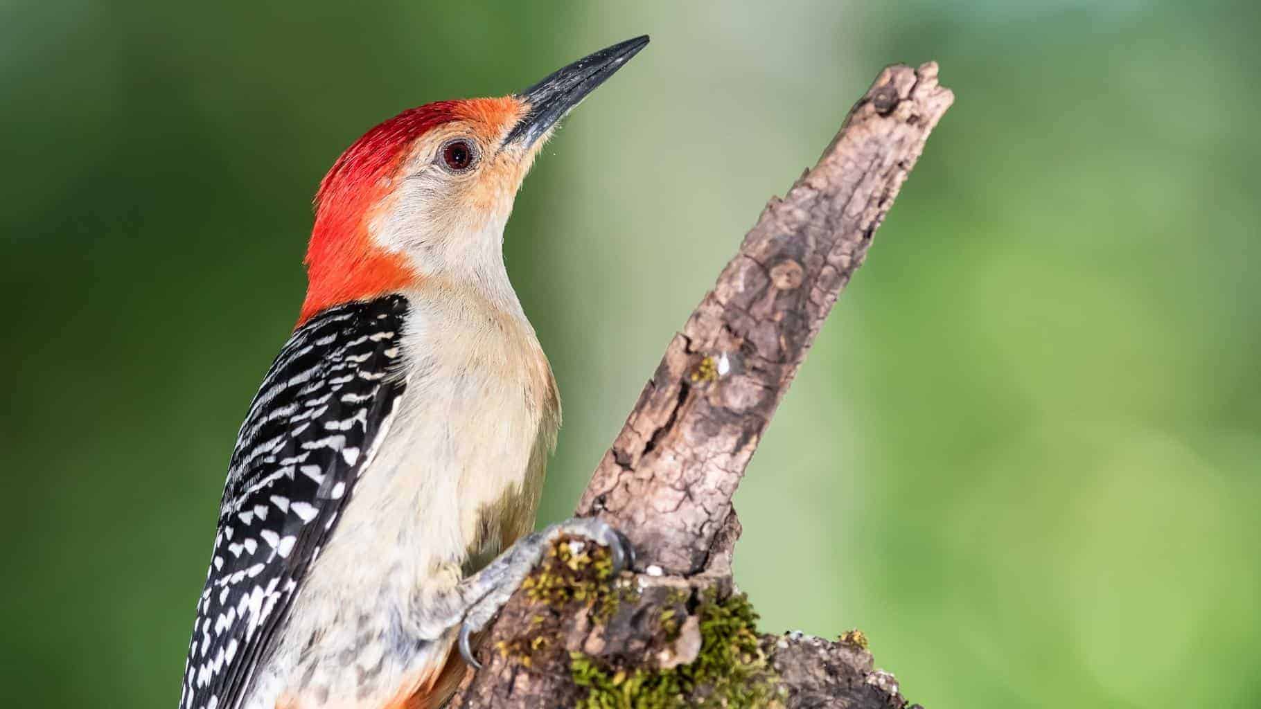 Woodpeckers In New York 9 Species You've Got To See