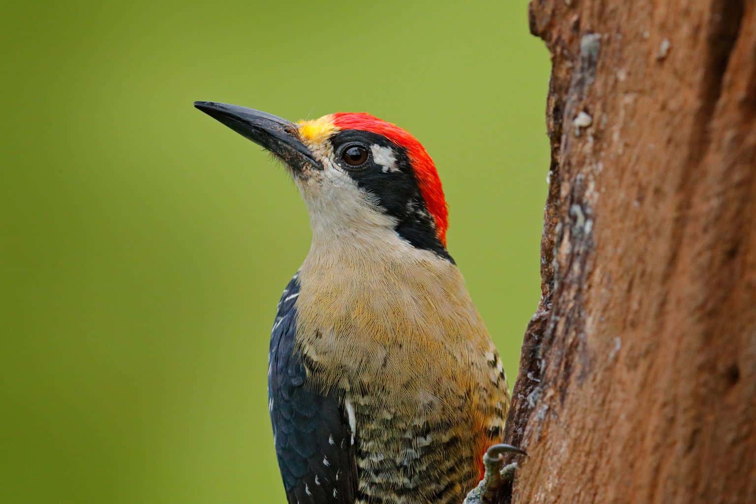 Woodpeckers In North Dakota
