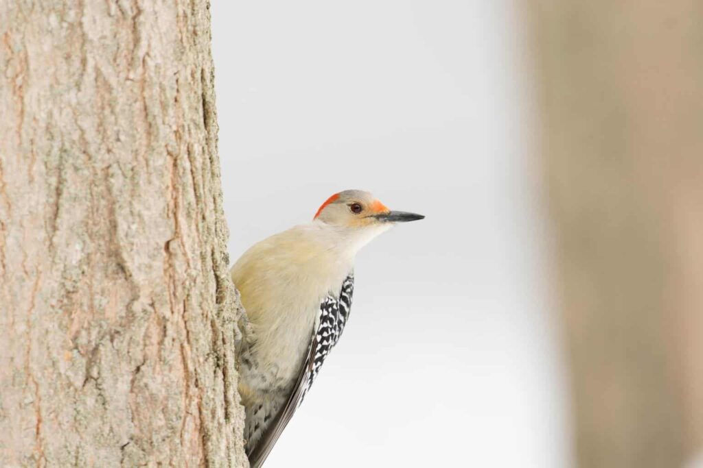 Woodpeckers in Massachusetts