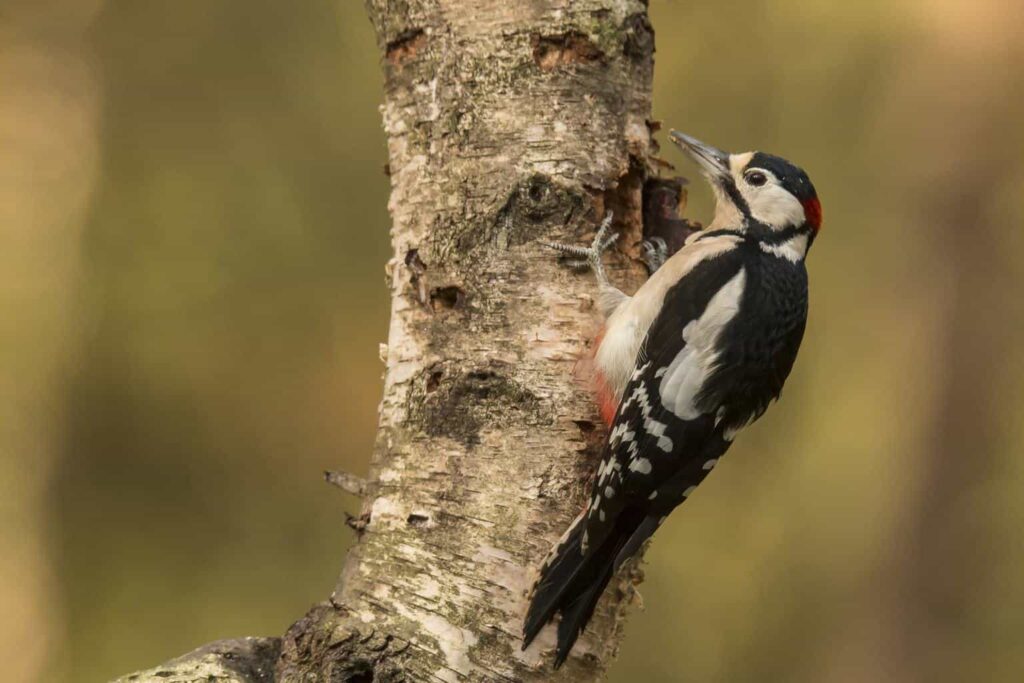 Woodpeckers in Minnesota