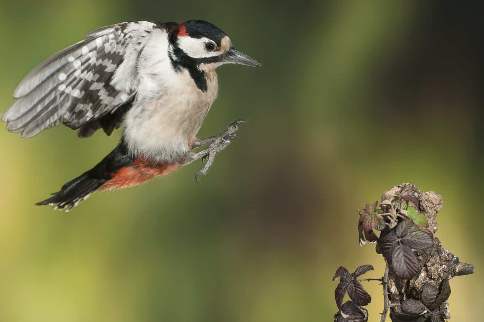 Woodpeckers in Kentucky